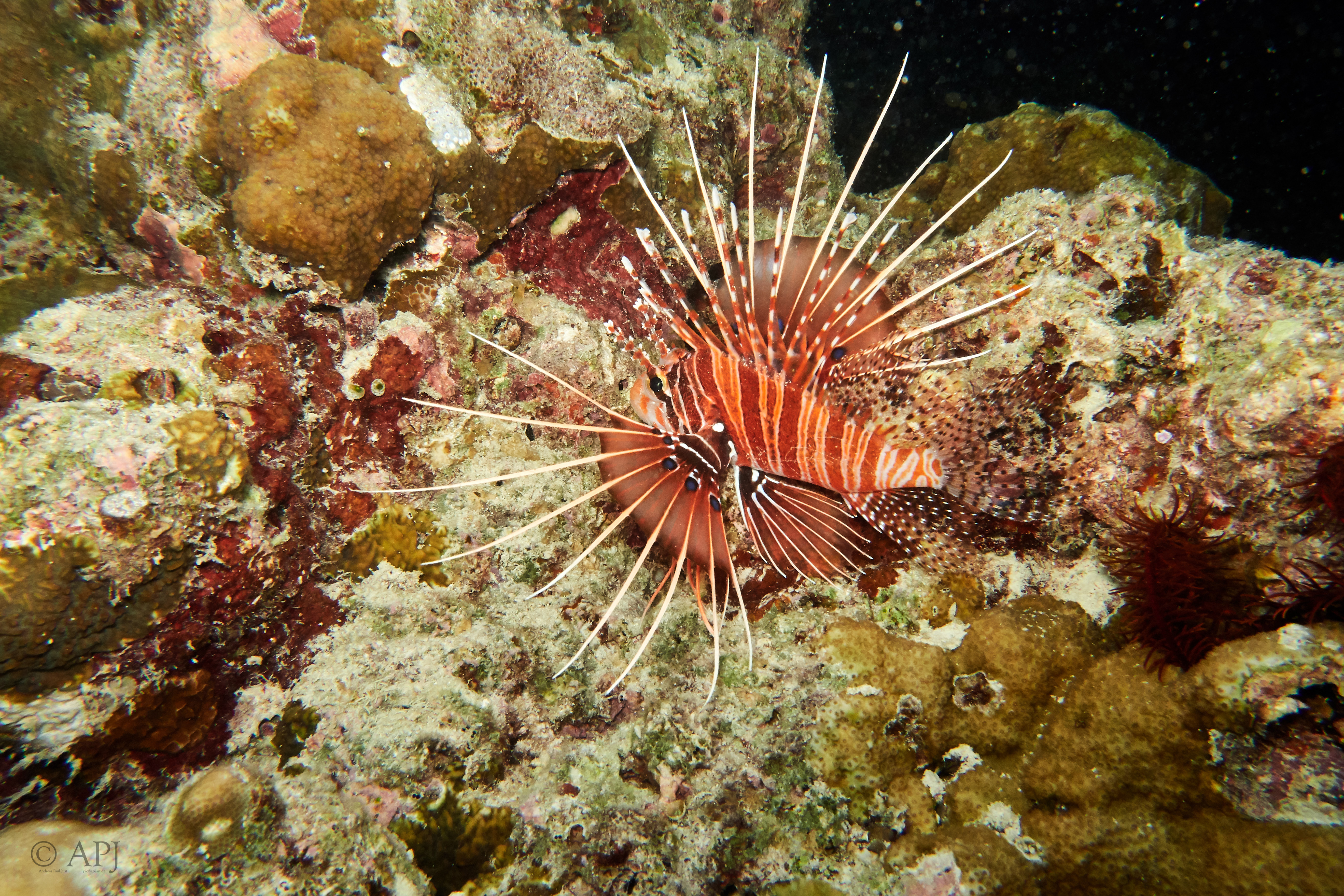 000882 15 08 17  Canon PowerShot G7 X Mark II   Malediven2017